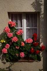 Naklejka premium Window box with red and pink gerranium flowers, in the Swiss village of Lauterbrunnen