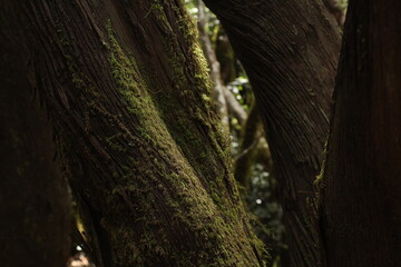 Moss growing on a trunk