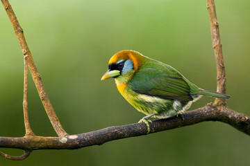 Red-headed Barbet perching on branch