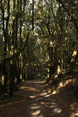 path in autumn forest