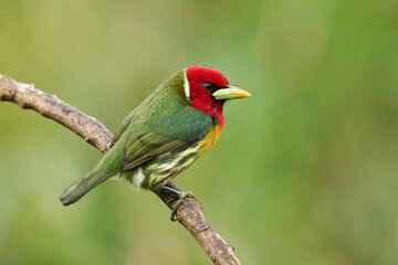 Red-headed Barbet perching on branch