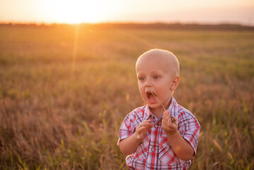 Close up portrait of little boy in plaid shirt. Todder with emotions eats spikelet of wheat in mowing field in rays of sunset sun. Carefree childhood in rural areas. Concept of freedom and happiness