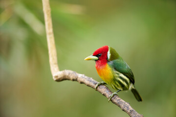 Red-headed Barbet perching on branch