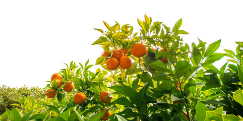 Fototapeta premium orange tree in the detail (Bitter orange, Sour Orange - bigarade)