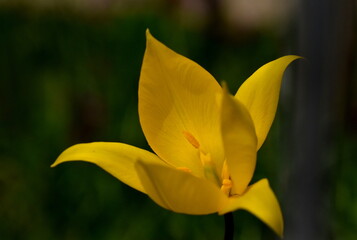 Blüte einer gelben wilden Tulpe