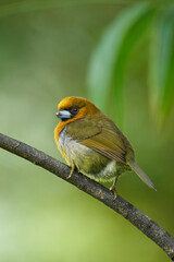Prong-billed Barbet perching on branch