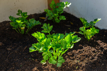 organic celery home growth gardening springtime