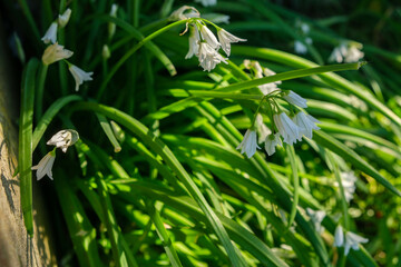 wild garlic aglio orsino springtime bunch