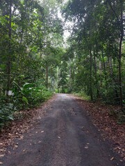 path in the woods forest