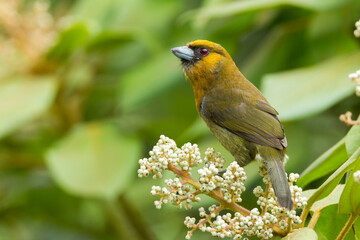 Prong-billed Barbet perching on branch