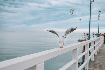 Close up view of white seagull birds walking by the beach against natural blue water background. A seagull staring at the camera.