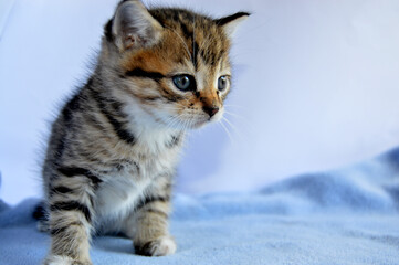 Fototapeta premium Small tabby kitten.