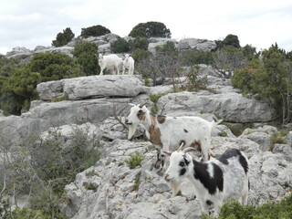 Goats and young goats in their natural environment on a hill of Alpilles in Provence in France 