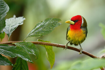 Red-headed Barbet perching on branch
