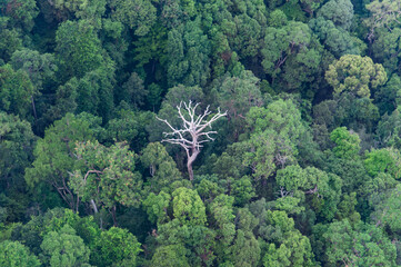 Green rain forest with single dry tree isolated top view