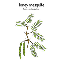 Honey mesquite (Prosopis glandulosa), edible and medicinal plant