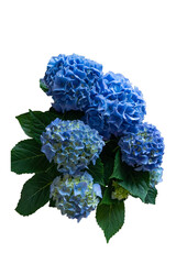 Bouquet of blue hydrangea on transparent background.