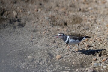 plover (Charadrius dubius) running on sand