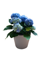 Blooming blue Hydrangea in flower pot isolated on transparent background.