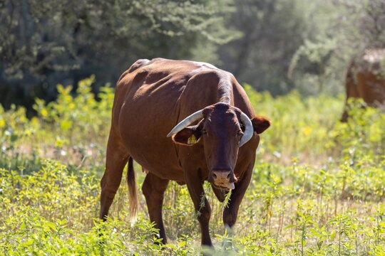 Cattle In Namibia 