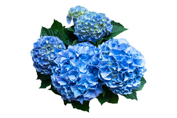Bouquet of blue hydrangea on transparent background.