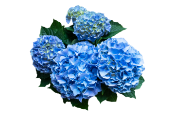 Bouquet of blue hydrangea on transparent background.