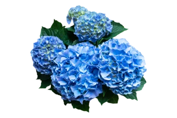 Fototapeten Bouquet of blue hydrangea on transparent background. © Soysuda