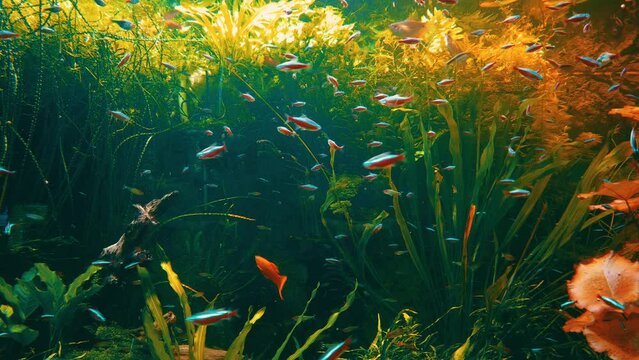 fish in the aquarium, emperor cichlid, altolamprologus, saum, dempsey, frontosa