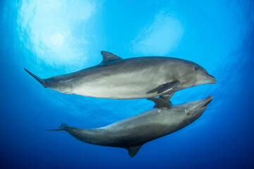 Naklejka premium Bottlenose dolphin, French Polynesia