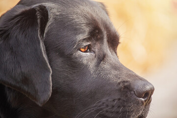 Profile of a black dog in sunlight. Black labrador retriever.