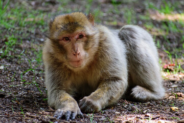 Singe- Montagne de singe- Alsace