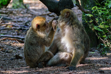 Naklejka na ściany i meble Singe-Montagne de singe-Alsace