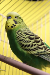 yellow-green wavy parrot in a cage on a yellow background