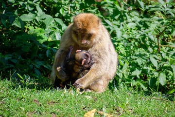 Singe- Montagne de singe- Alsace