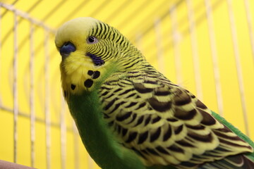 yellow-green wavy parrot in a cage on a yellow background