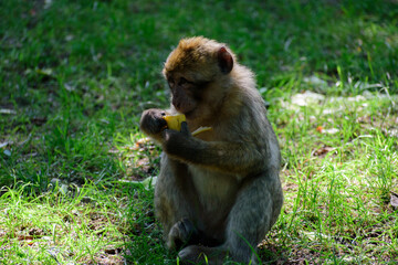 Singe- Montagne de singe- Alsace