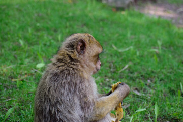 Un singe qui mange une banane-Montagne de singe