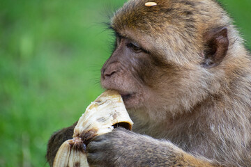 Un singe qui mange une banane-Montagne de singe