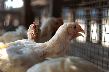 Broiler chicken for sale at market