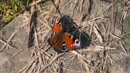 butterfly on the grass