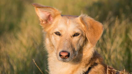 portrait of a dog