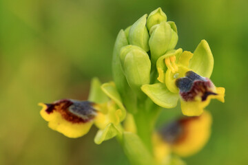 Fototapeta na wymiar The Yellow bee-orchid (Ophrys lutea) on a xerothermic grassland in the Peloponnese (Greece)