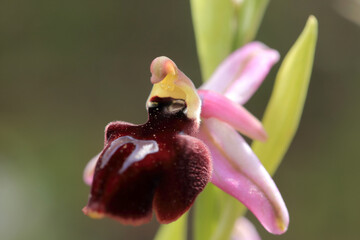 The Horseshoe bee-orchid (Ophrys ferrum-eqinum) on a xerothermic grassland in the Peloponnese (Greece)
