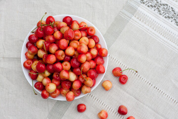 Harvest of pink sweet cherries. Freshly picked cherry fruits in white bowl on table. Delicious, juicy, sweet organic bird cherrys. Veganism. concept of proper nutrition. Top view, space for text