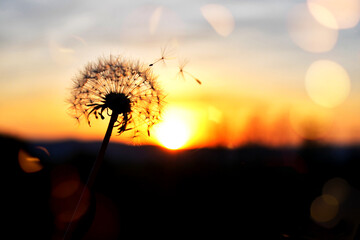 A dandelion seeds fluff blowing in the wind breeze silhouetted against orange golden hour sunset