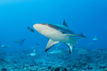 Obraz na płótnie Canvas Grey reef shark, French Polynesia