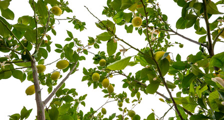 Fototapeta premium lemon tree in the detail - branches with lemon fruit