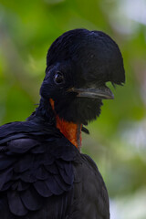 Bare-necked Umbrellabird perching on branch