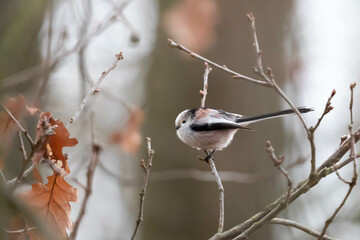 Common Long-tailed Tail, Aegithalos caudatus