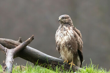 Common Buzzard Buteo buteo © Robert